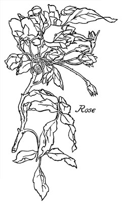Rose Clip Art - Design Image Source
