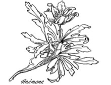 Anemone Flower Clip Art - Design Image Source