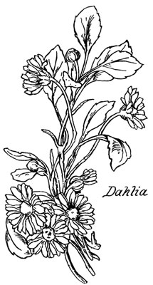 Dahlia Clipart - Design Image Source