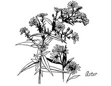 Aster Flower Clipart - Design Image Source