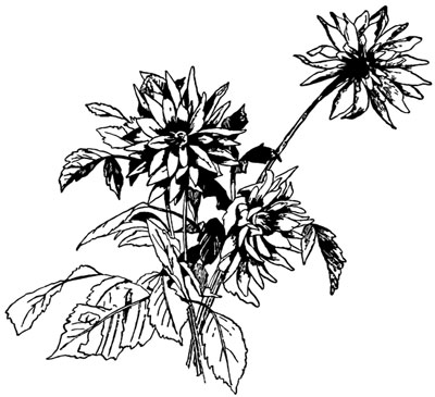 Chrysanthemum Clip Art - Design Image Source