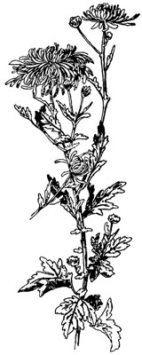 Chrysanthemum Flower Clip Art - Design Image Source