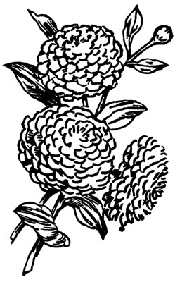 Flower Illustration Clipart - Design Image Source
