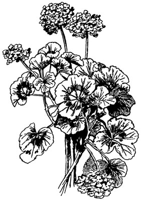 Geranium Clipart