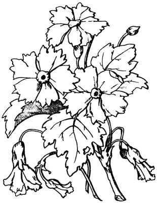 Small Carnations Clip Art