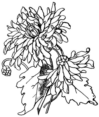 Chrysanthemum Flower Clip Art Image
