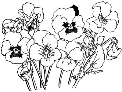 Pansy Flowers in Black and White