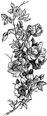 Wild Rose Clipart