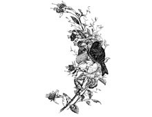 Fuchsia Clipart