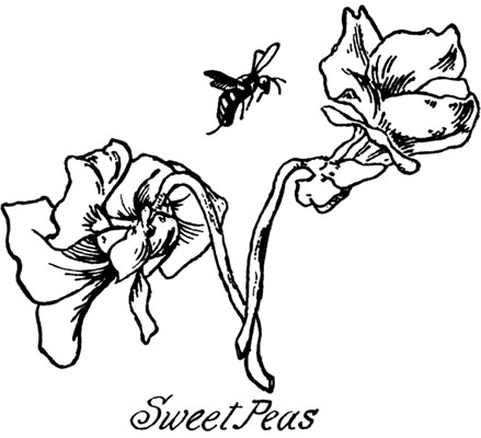 Clipart of Sweet Pea Flowers
