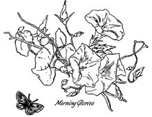 Morning Glory Flower Clipart