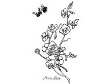 Primrose Flower Images