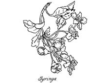 Syringa Flower Picture