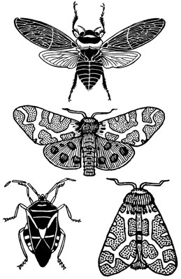 Clipart of Insects